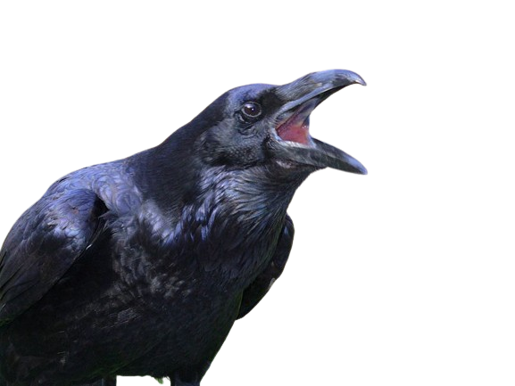 inscription 815c02ed80c91f4bc4d4ec8e129b1f8b07c9ec4cc71ebe5dd9b8bee232dc44d5i0